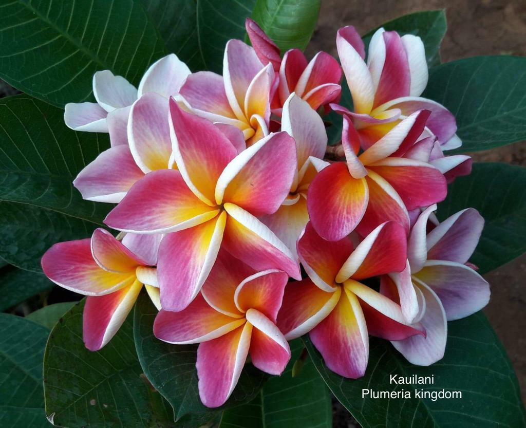 10 "Kauilani" Plumeria Seeds Plants Flower Flowers Perennial Seed P-11 US Seller