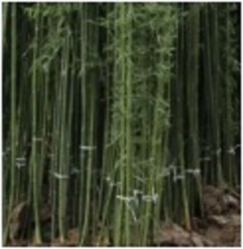 50 Ju Zhu Bamboo Seeds Privacy Climbing Garden Clumping Shade Screen 786