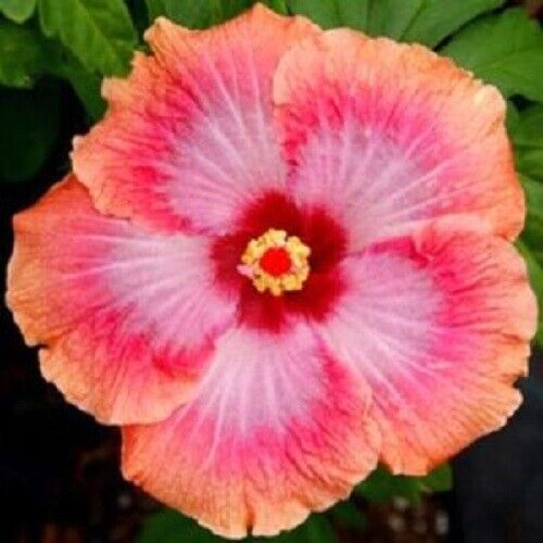 20 Pink Orange Hibiscus Seeds Flowers Flower Seed Perennial Bloom 424 US SELLER