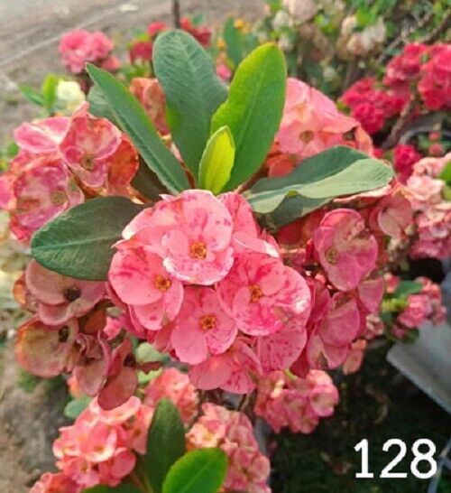 1 "Harmony" Crown Of Thorns Plant Euphorbia Milii Plants Rooted CT-105 US SELLER