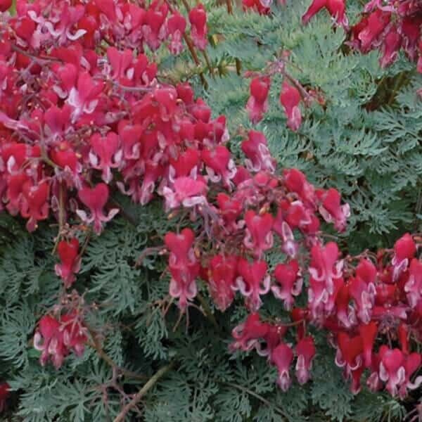 25 Fire Island Bleeding Heart Seeds Dicentra Spectabilis Shade Flower Garden 687