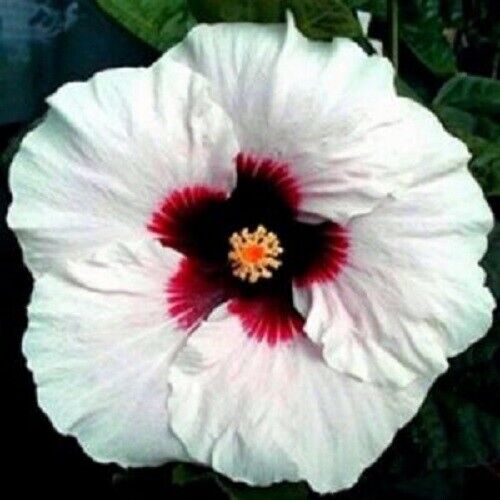 20 White Red Hibiscus Seeds Flowers Flower Seed Perennial 251 US SELLER Tropical