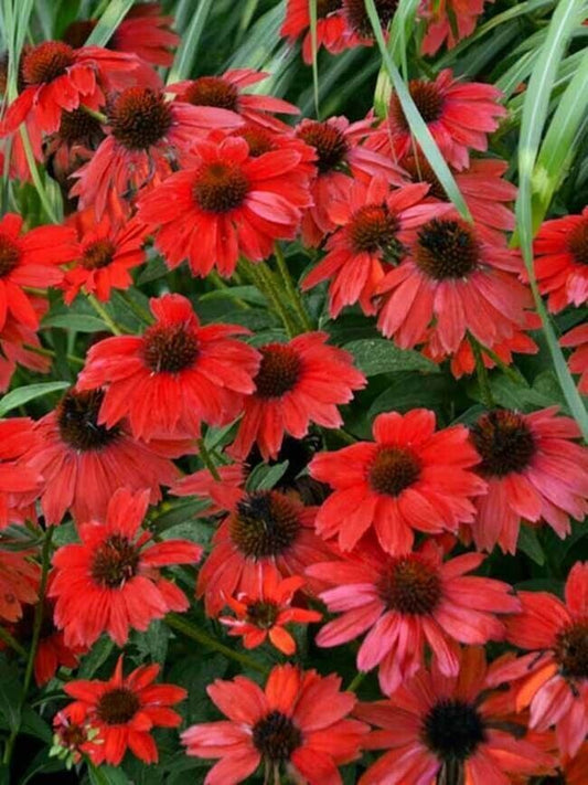 50 Sombreo Red Coneflower Seeds Echinacea Flower Perennial Flowers Seed 1389 USA