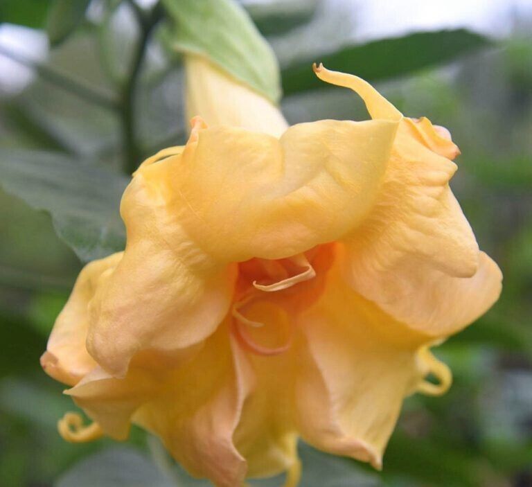 10 Sommer Belle Angel Trumpet Seeds Flowers Seed Flower Brugmansia Datura 665