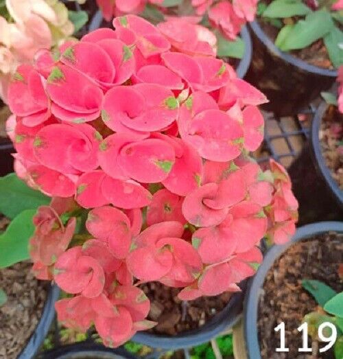 1 "Fresh Rose" Crown Of Thorns Plant Euphorbia Milii Plants Rooted USA CT-100