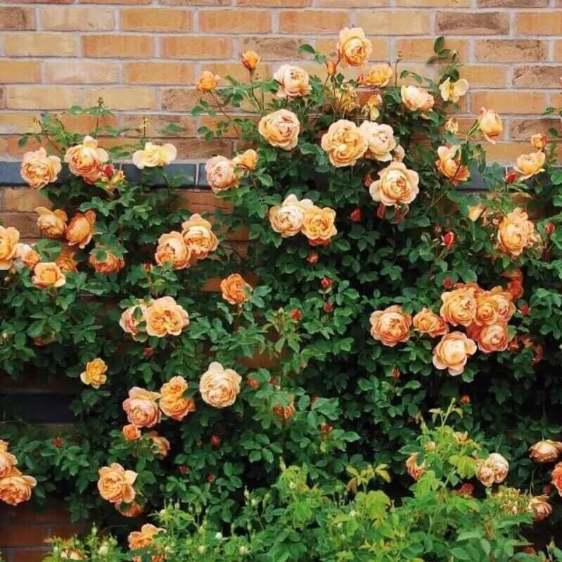 10 Climbing Light Orange Rose Seeds Flower Bush Perennial Shrub Flowers 1297