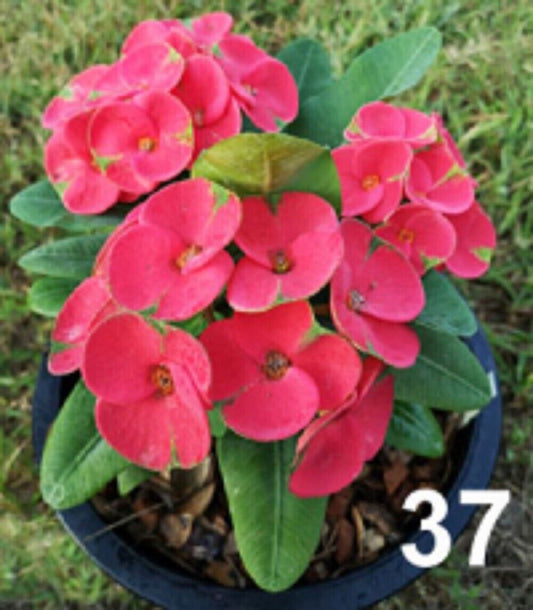 1 "Thong Neur Kao" Crown Of Thorns Plant Euphorbia Milii Plants Rooted US Seller