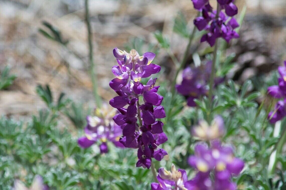 25 Grape Soda Lupine Seeds Flower Perennial Hardy Flowers Seed 945 US SELLER