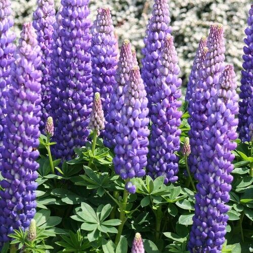 25 Persian Slipper Lupine Seeds Flower Perennial Flowers Hardy Seed 1012 USA