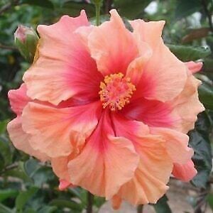 20 Double Pink Orange Hibiscus Seeds Flowers Flower Seed Perennial 12 US SELLER