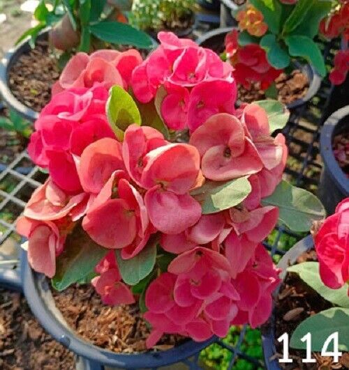 1 "Pure Ruby" Crown Of Thorns Plant Euphorbia Milii Plants Rooted CT-98