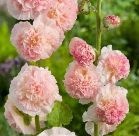 25 Double Apple Hollyhock Seeds Perennial Flower Seed Flowers 848 US SELLER Pink