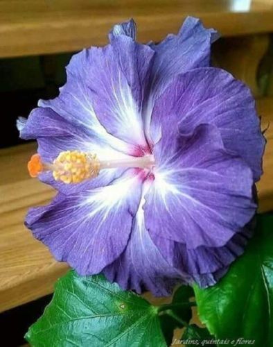 20 Blue White Hibiscus Seeds Flower Garden Flowers Perennial Seed 152 US SELLER