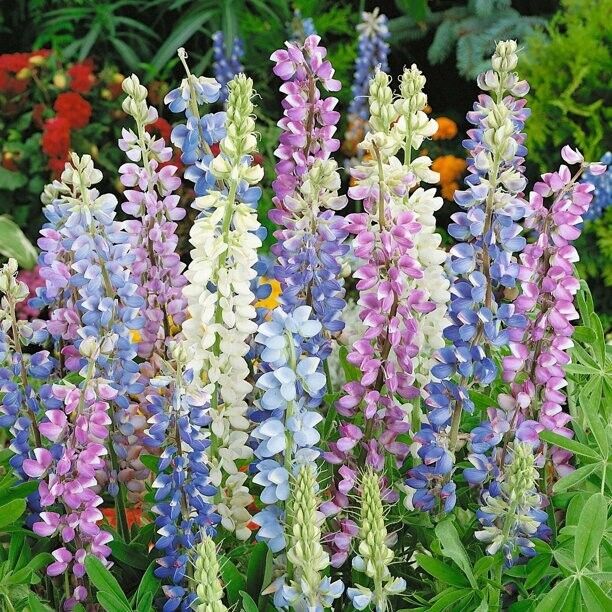 50 Hatwegii Mix Delphinium Seeds Perennial Flower Garden Seed Flowers 782 USA