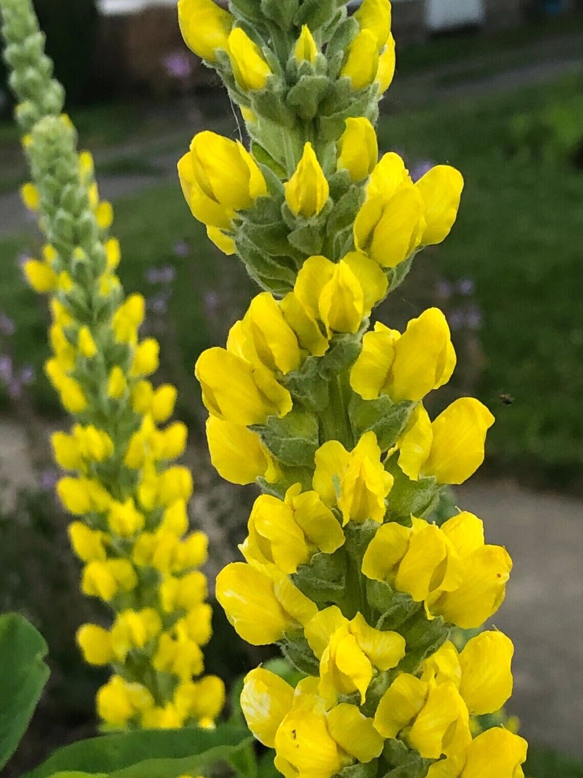 25 Carolina Lupine Seeds Flower Perennial Hardy Flowers Seed 936 US SELLER