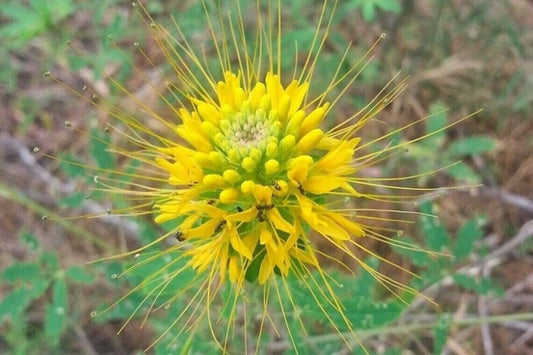 100 Golden Bee Spider Seeds Clome Spinosa Perennial 1178 US Seller Seed