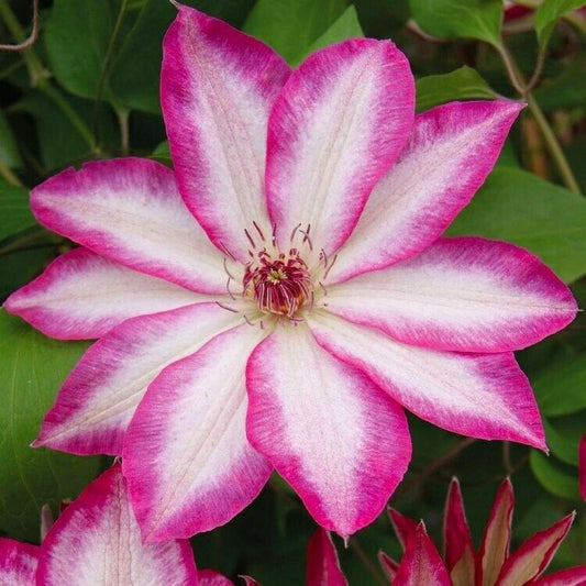 25 Bright Pink White Clematis Seeds Bloom Climbing Perennial Seed 99 US SELLER