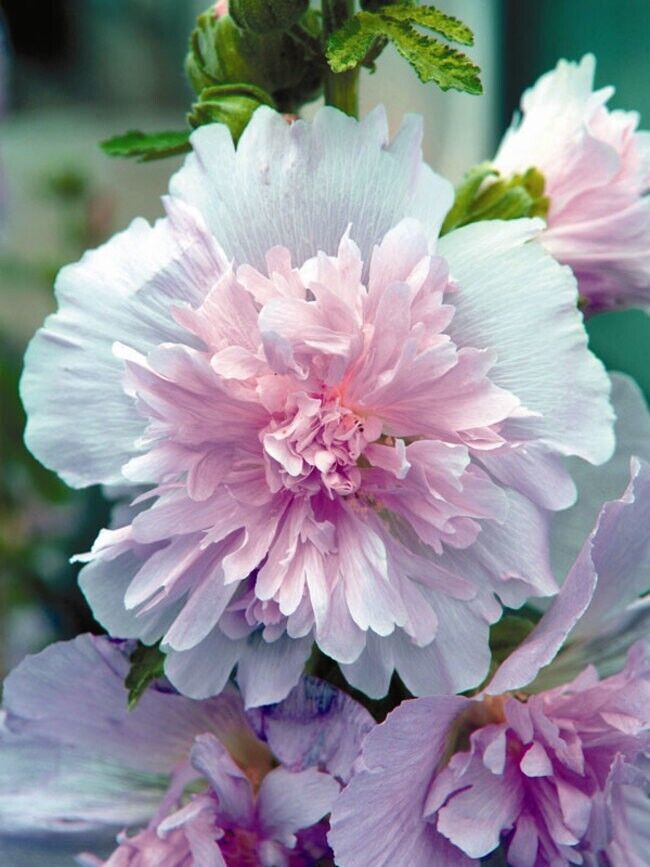 25 Lilac Hollyhock Seeds Perennial Flower Seed Flowers 881 US SELLER Purple