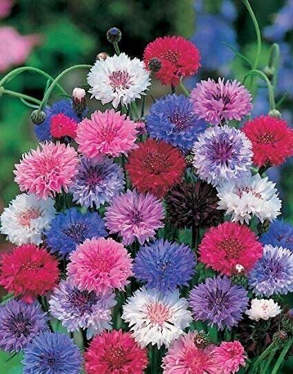 50 Dwarf Mix Bachelor's Button Seeds Annual Seed Flower Flowers 1196 USA SELLER