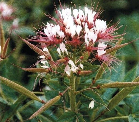 100 Red White Spider Seeds Clome Spinosa Perennial 1190 US Seller Flower Bee