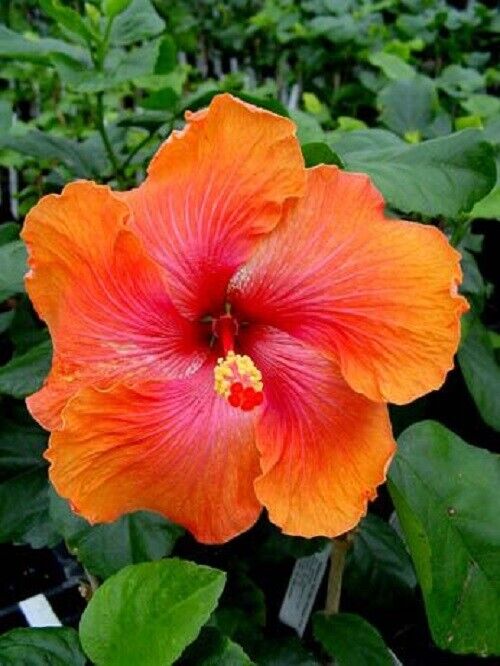 20 Bright Orange Pink Hibiscus Seeds Flowers Flower Seed Perennial Bloom 455