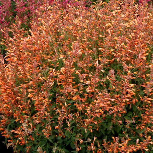 100 Orange Hyssop Seeds Agastache Perennial Flower Seed Flowers 244 US SELLER
