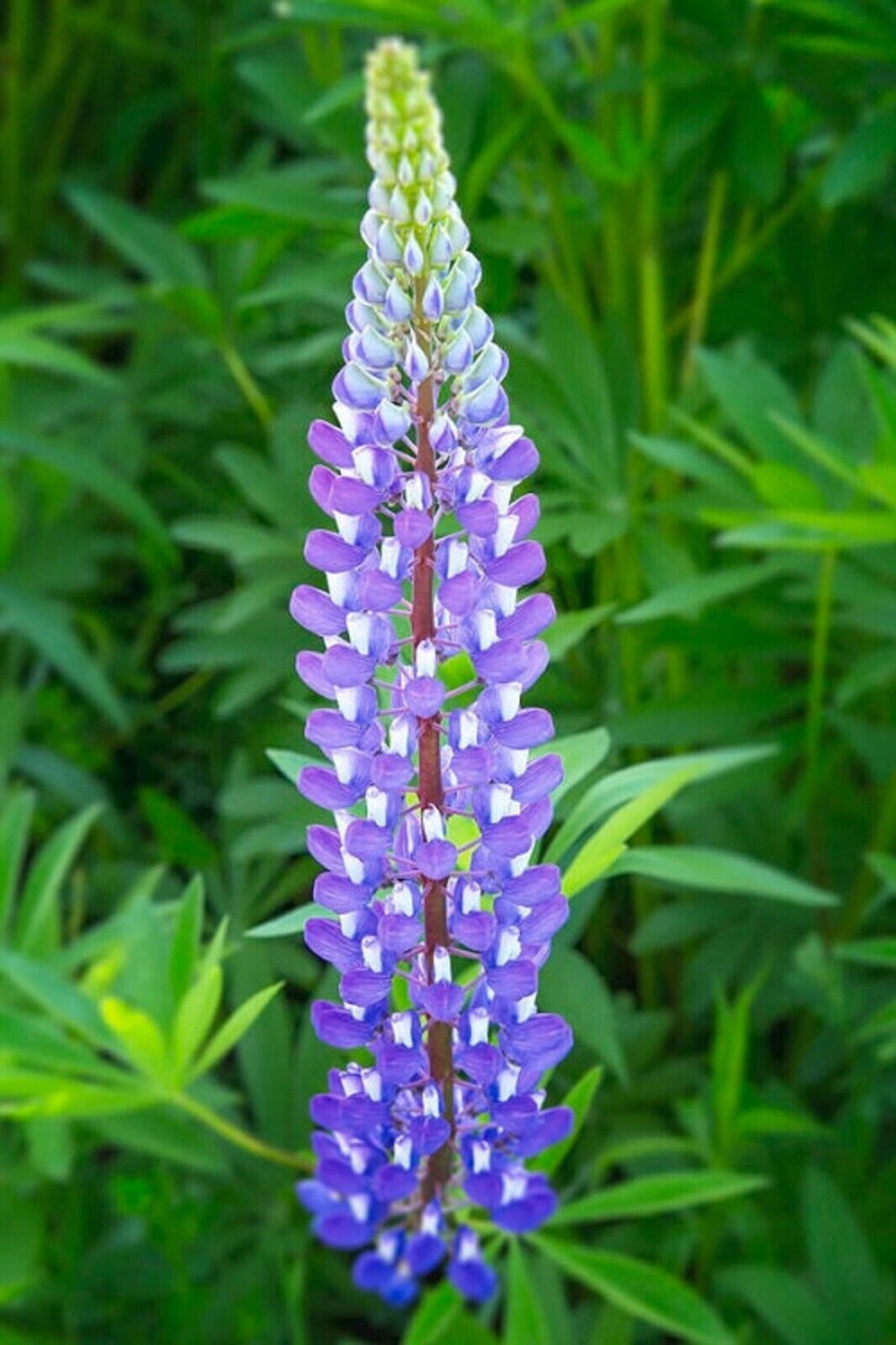 25 Violet Lupine Seeds Flower Perennial Flowers Seed Hardy 1040 US SELLER