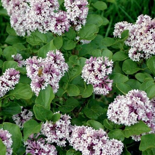 25 White Lavendar Lilac Seeds Tree Fragrant Flowers Perennial Seed Flower 985