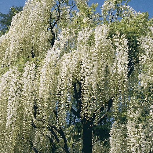 5 White Chinese Wisteria Seeds Vine Climbing Flower Perennial Rare Tropical 119