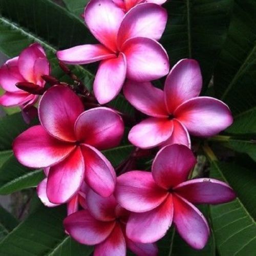 5 Pink Purple Plumeria Seeds Plants Flower Perennial Flowers Seed 204 US SELLER