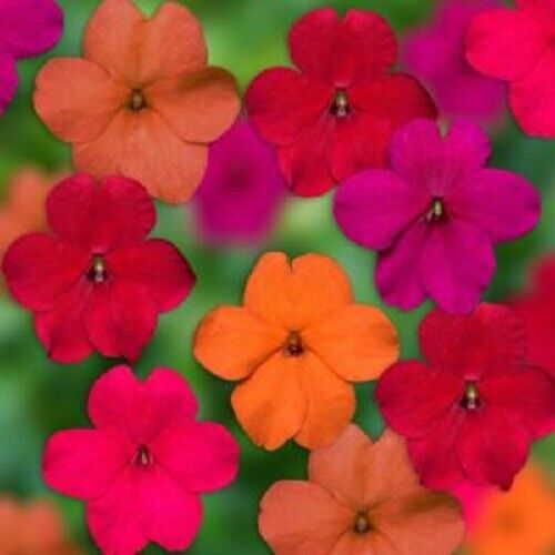 50 Tango Mix Impatients Seeds Flower Seed Flowers Annual Bloom 418