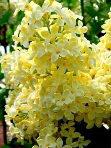 25 Yellow Lilac Seeds Tree Fragrant Flowers Perennial Flower Seed 362 US SELLER