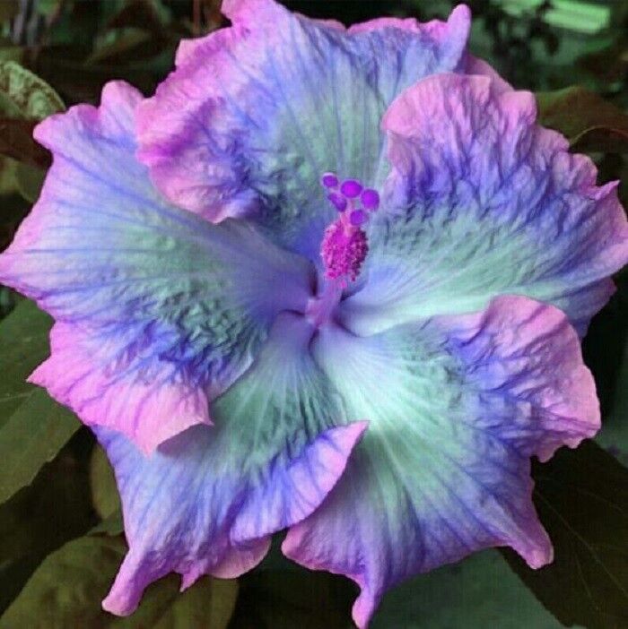20 Blue Pink Purple Hibiscus Seeds Perennial Flowers Flower Seed 132 US SELLER