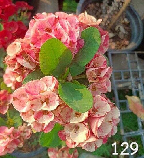 1 "Josephine" Crown Of Thorns Plant Euphorbia Milii Plants Rooted CT-106 USA