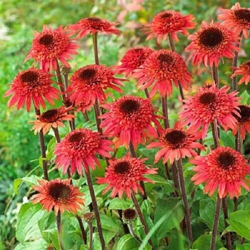 50 Raspberry Delight Coneflower Seeds Echinacea Perennial Flowers Seed 1080 USA