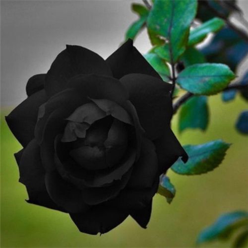 10 Black Rose Seeds Flower Bush Perennial Shrub Flowers Seed 145 US SELLER