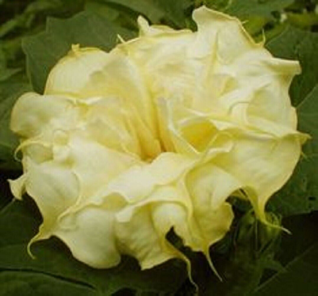 10 Mellow Yellow Angel Trumpet Seeds Flowers Seed Flower Brugmansia Datura 655