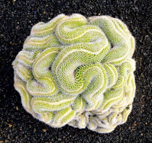 10 Green Brain Cactus Seeds Heat Rare Succulents Flower Desert 287 US SELLER