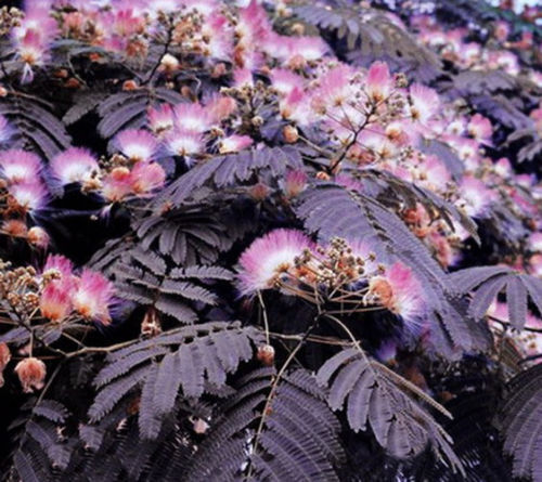 10 Summer Chocolate Mimosa Tree Seeds Silk Tree Albizia julibrissin Seed 162