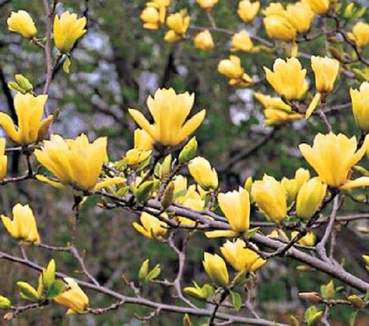 5 Butterfly Magnolia Seeds LILY FLOWER TREE Fragrant Tulip Flowers 133 US SELLER
