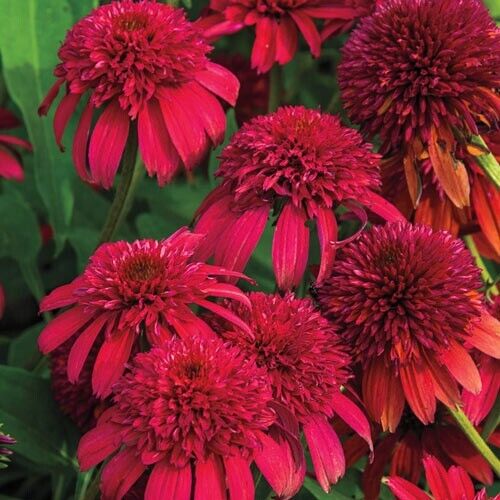 50 Double Cranberr Coneflower Seeds Echinacea Perennial Flower Flowers Seed 1039