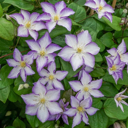 25 Lucky Charm Clematis Seeds Climbing Perennial Plumeria Bloom Seed 724 USA