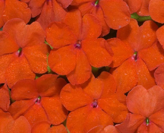 50 Bright Orange Impatients Seeds Flower Seed Flowers Annual Bloom 419