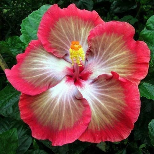 20 White Pink Red Hibiscus Seeds Flower Seed Flowers Perennial 265 US SELLER