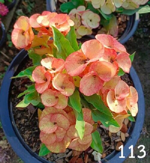1 "Gentle Love" Crown Of Thorns Plant Euphorbia Milii Plants Rooted CT-97