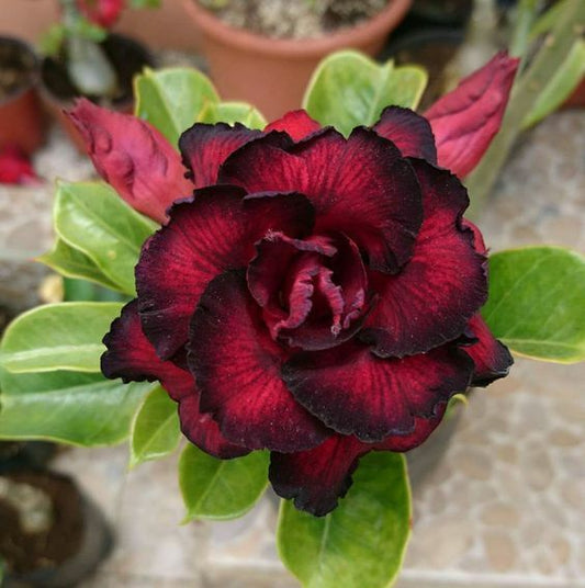 4 Red Black Desert Rose Seeds Adenium Flowers Perennial Seed Bloom 55 US SELLER