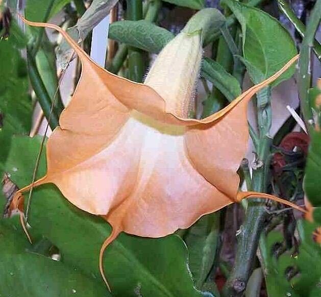 10 Tangerine Twist Angel Trumpet Seeds Flowers Seed Flower Brugmansia Datura 672