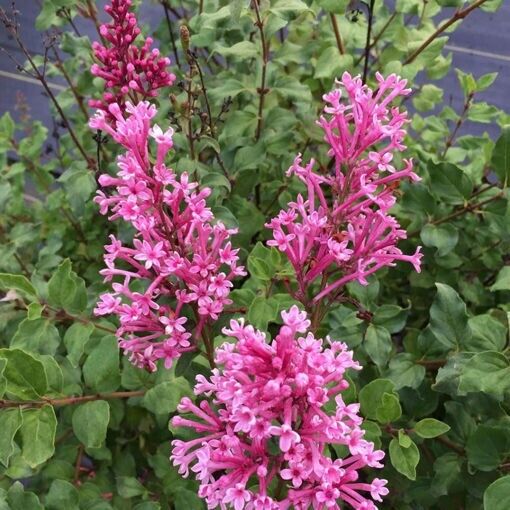 25 Rouge Lilac Seeds Tree Fragrant Flowers Perennial Seed Flower 976 US SELLER