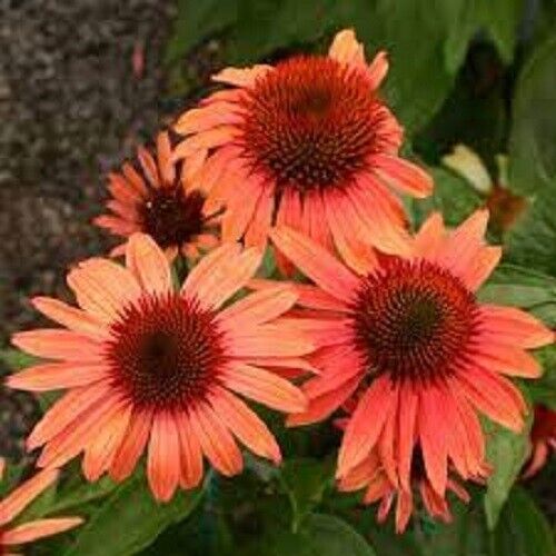 50 Sunset Coneflower Seeds Echinacea Flower Perennial Flowers Seed 1395 USA SELL