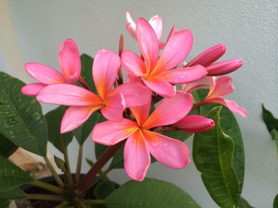 10 "Aussie Pink" Plumeria Seeds Plants Flower Flowers Perennial Seed Bloom P-18